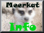 get real meerkat facts