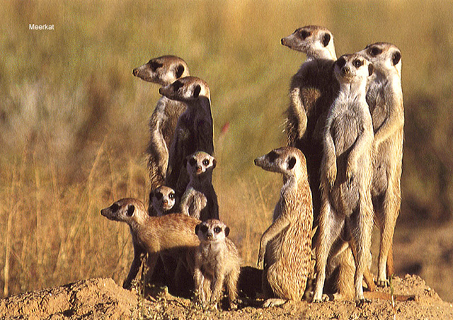 groupstandingonhome(meerkat.org).jpg (202332 bytes)